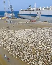 Livestock being loaded on to ships at Somaliland’s port of Berbera